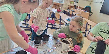 Powiększ grafikę: Uczniowie sadzą rosliny w doniczkach w sali lekcyjnej.