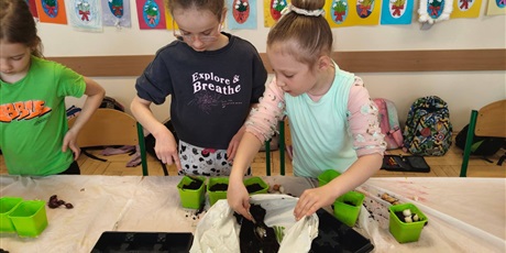 Powiększ grafikę: Uczniowie sadzą rosliny w doniczkach w sali lekcyjnej.