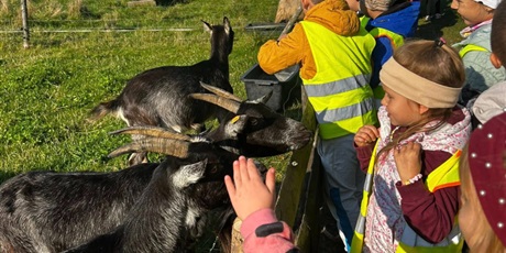 Powiększ grafikę: Uczniowie oglądają zwierzęta  - kozy hodowane w zagrodzie wiejskiej.