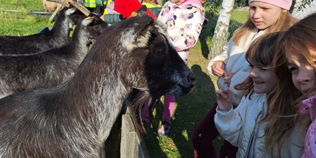 Powiększ grafikę: Uczniowie oglądający zwierzęta  w zagrodzie.